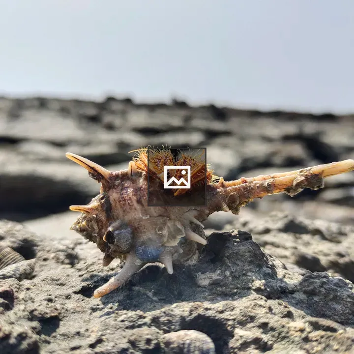 Shell on Rocky Surface