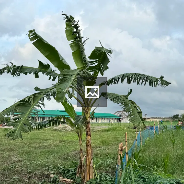 Banana Tree in Foreground