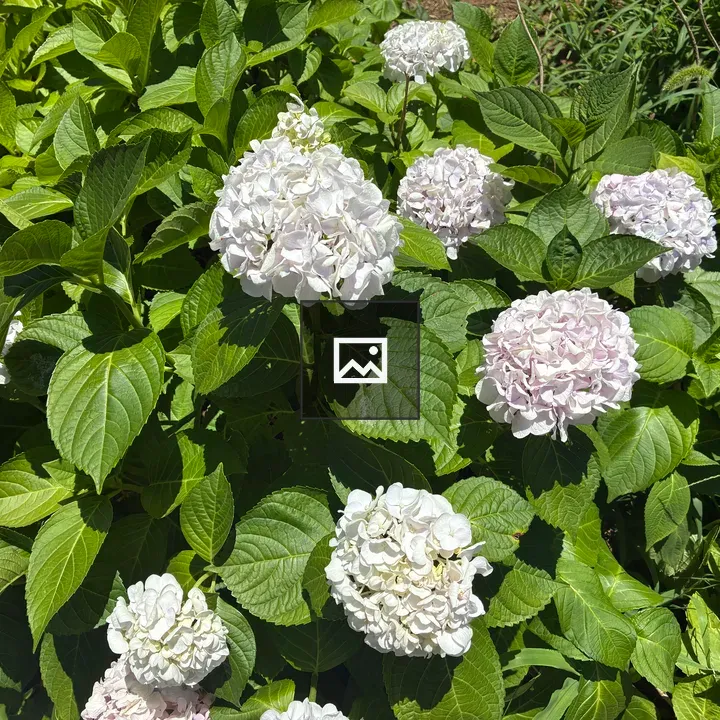 Hydrangea cluster in green leaves