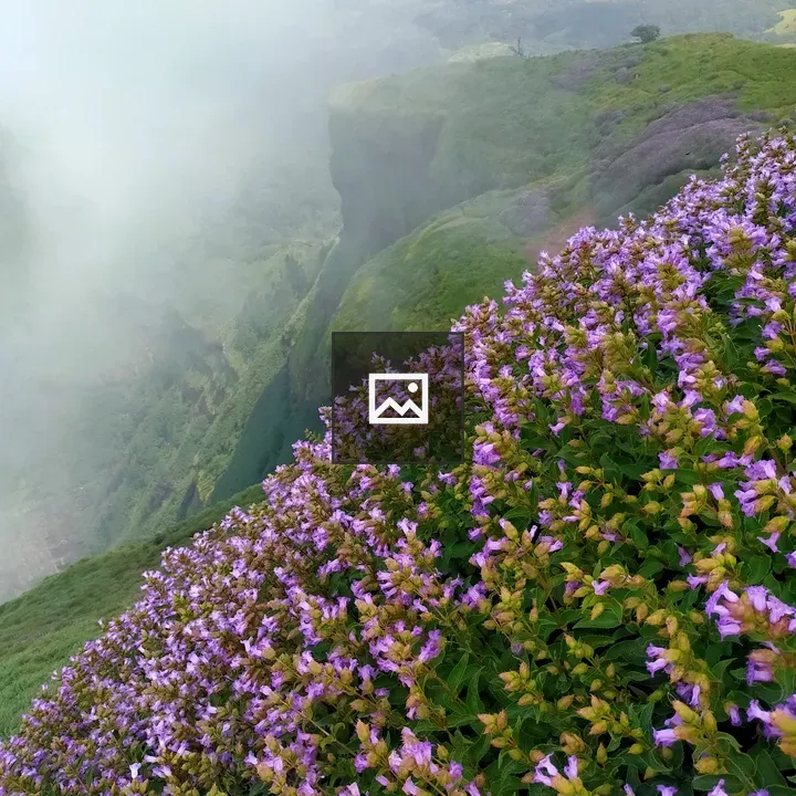 Neelakurinji Flower at Ratnagiri Trek