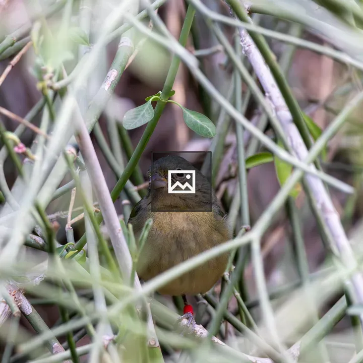 Small bird in a bush