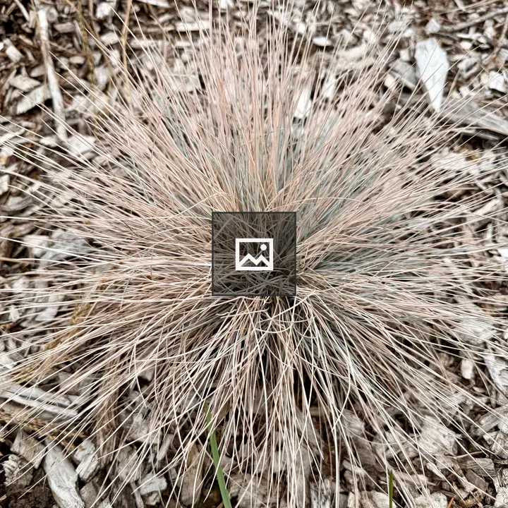 Dry ornamental grass clump