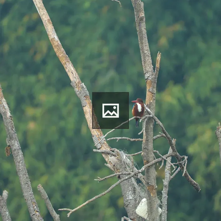 White throated kingfisher on a tree