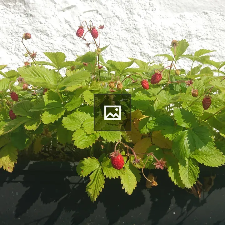 Alpine Strawberries