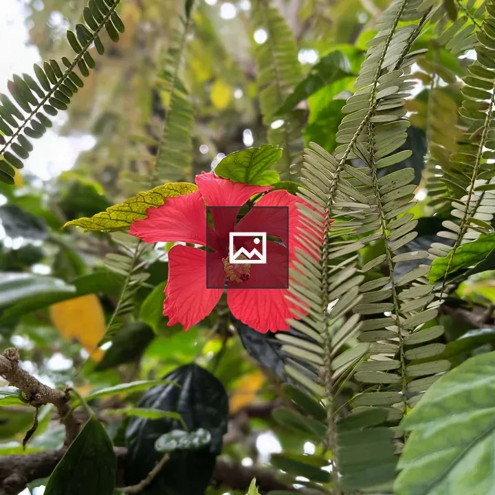 Vibrant red flower on a tree branch