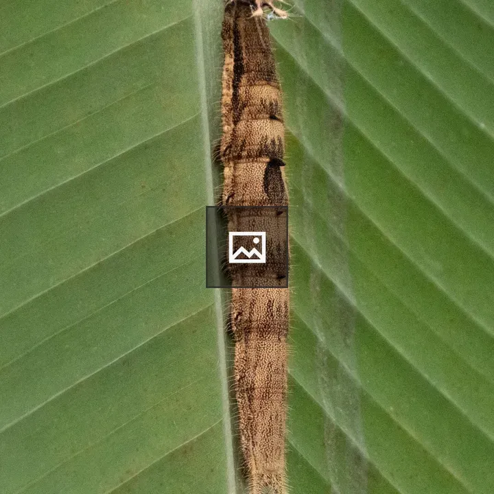 Caterpillar on a Banana Leaf
