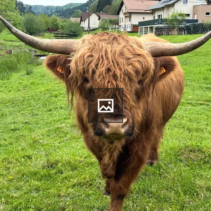 Brown Highland Cow in Field