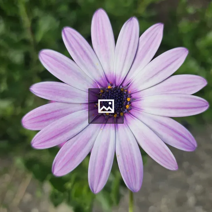Purple daisy-like flower