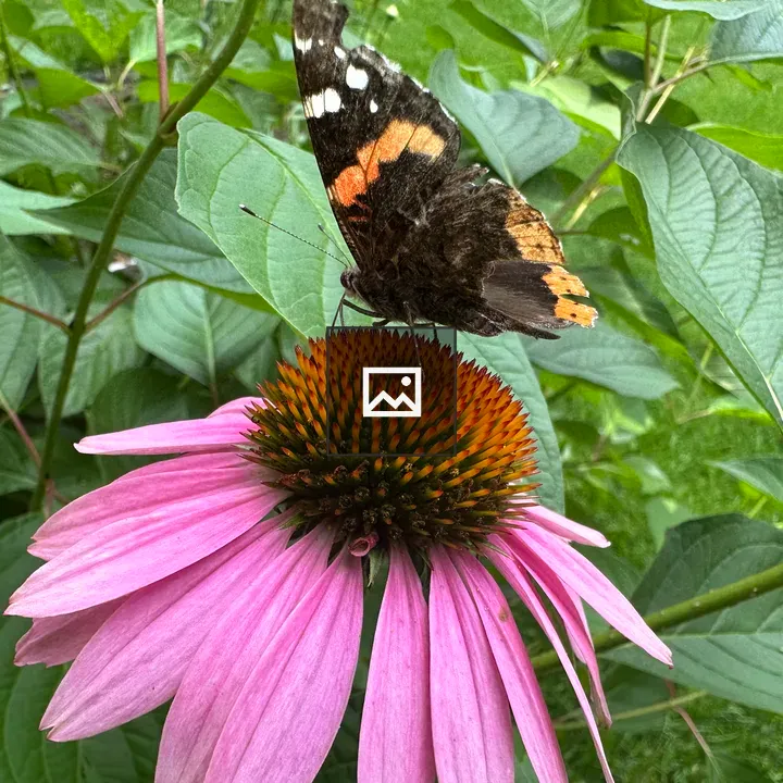 Butterfly Visiting Flower