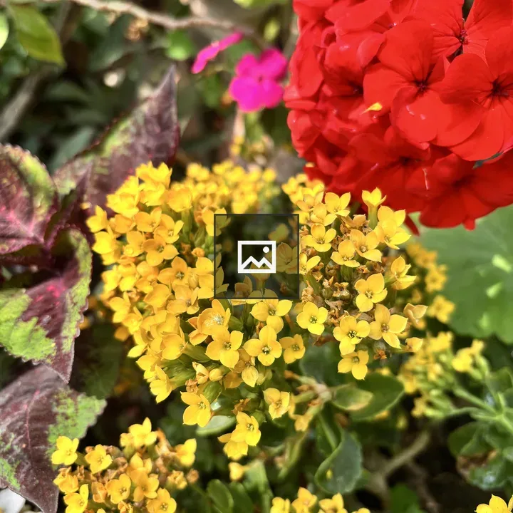 Yellow Flower Cluster Garden