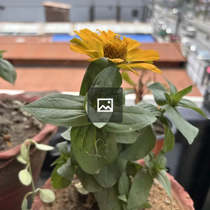 Flowering plant in terracotta pot