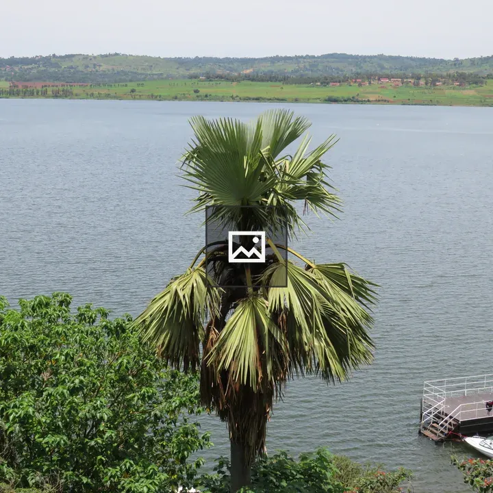 Palm Tree Overlooking Water
