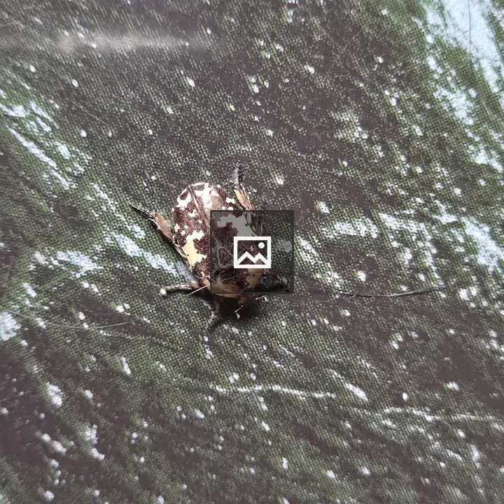 Beetle on Green Surface