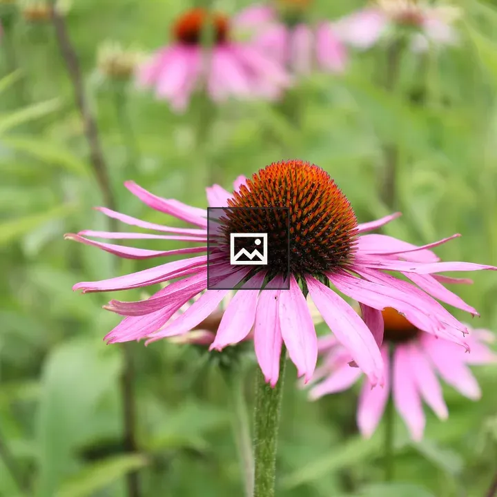 Purple Cone Flower