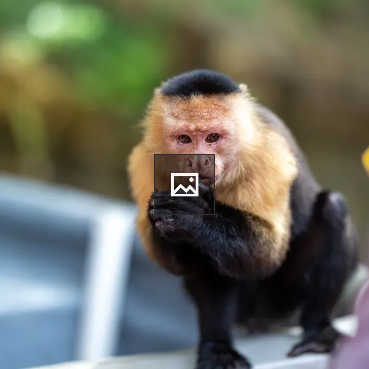 Panamanian White-faced Capuchin