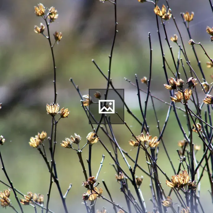 Yellow flowers on bush