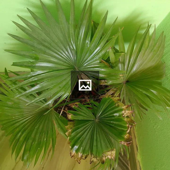 Potted green plant with fan-shaped leaves