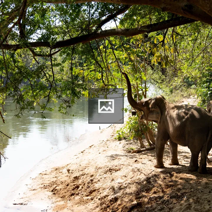 Elephants by River Kwai