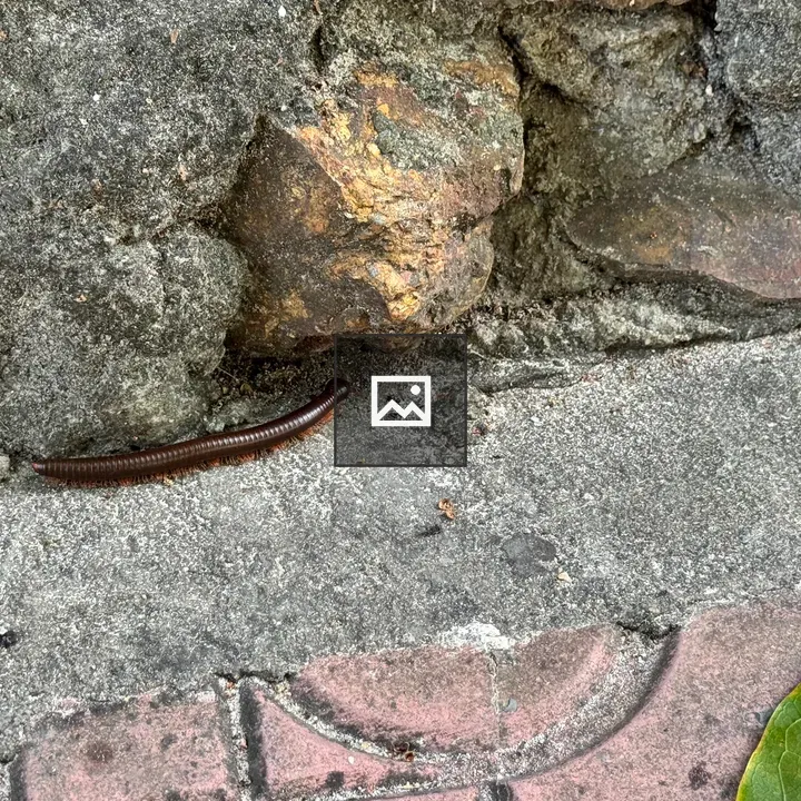 Long brown millipede on ledge