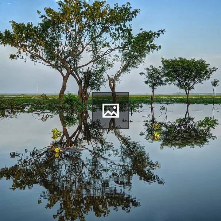 Tree Reflecting on Calm Water