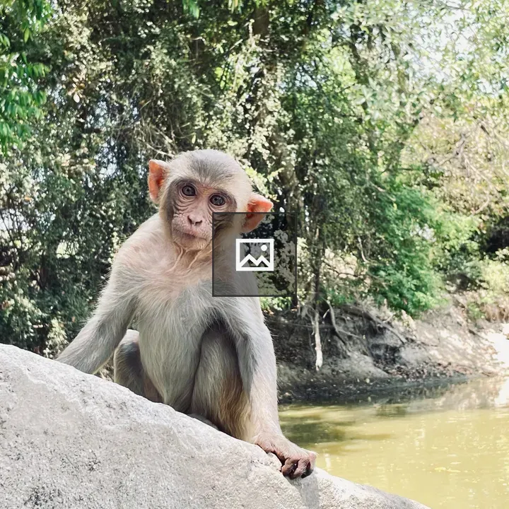 Baby macaque by water
