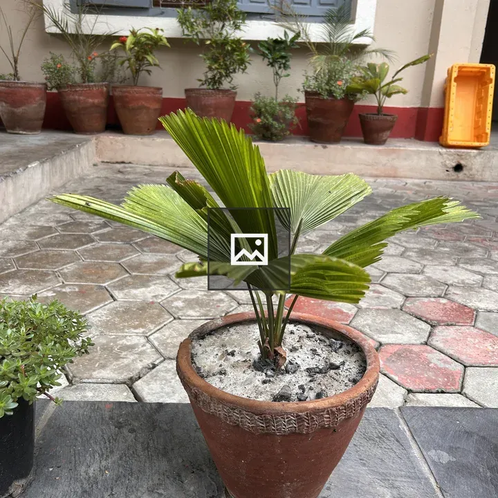 Small potted plant on tiled floor