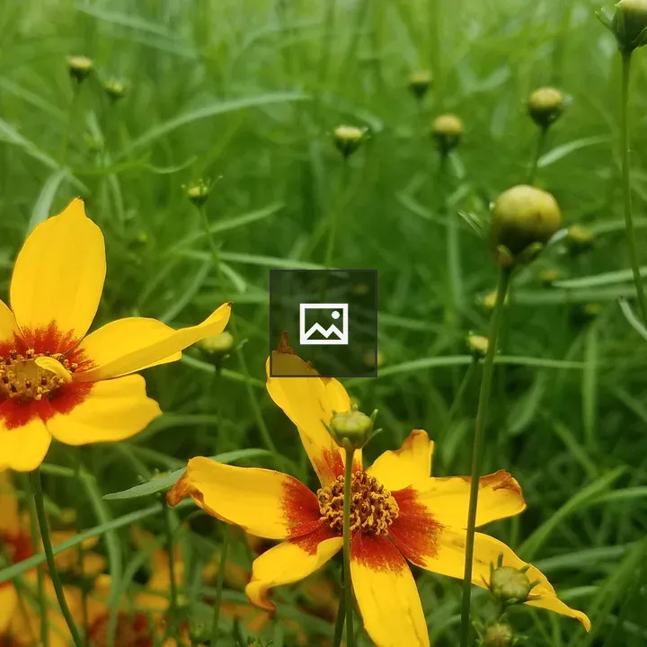 Flowers in the green