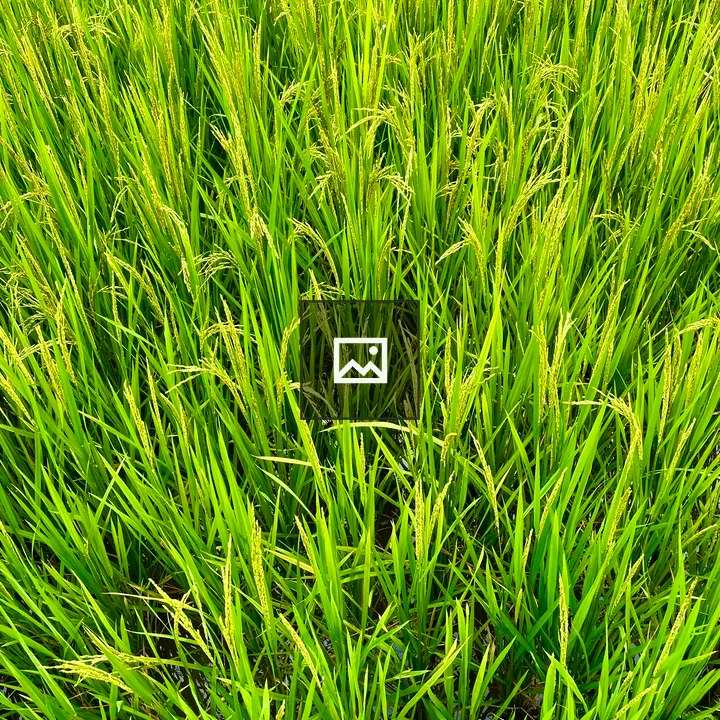 Rice Plant Close-Up