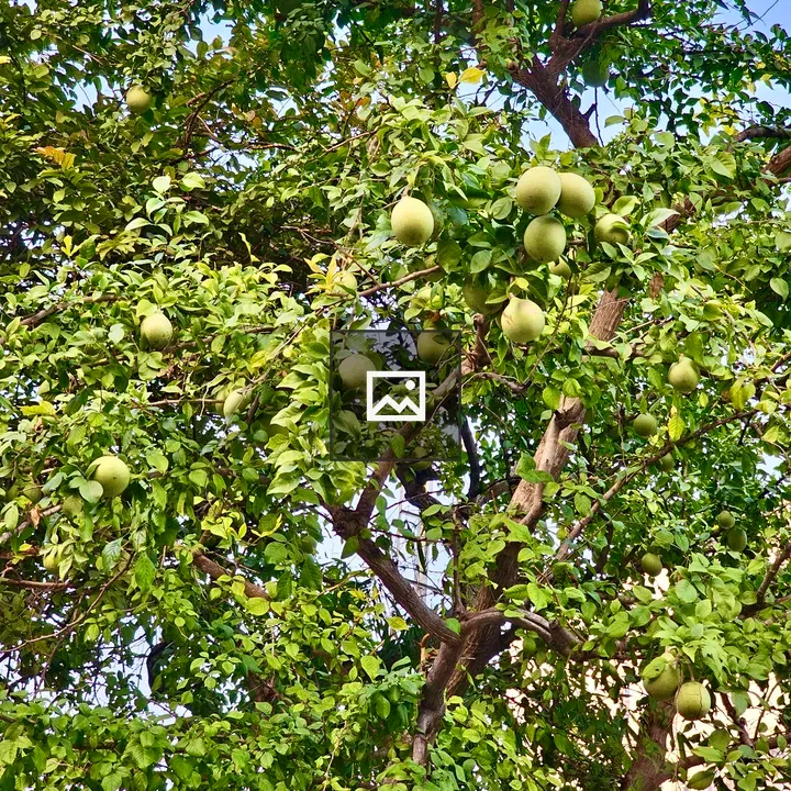 Bael fruit branch in portrait