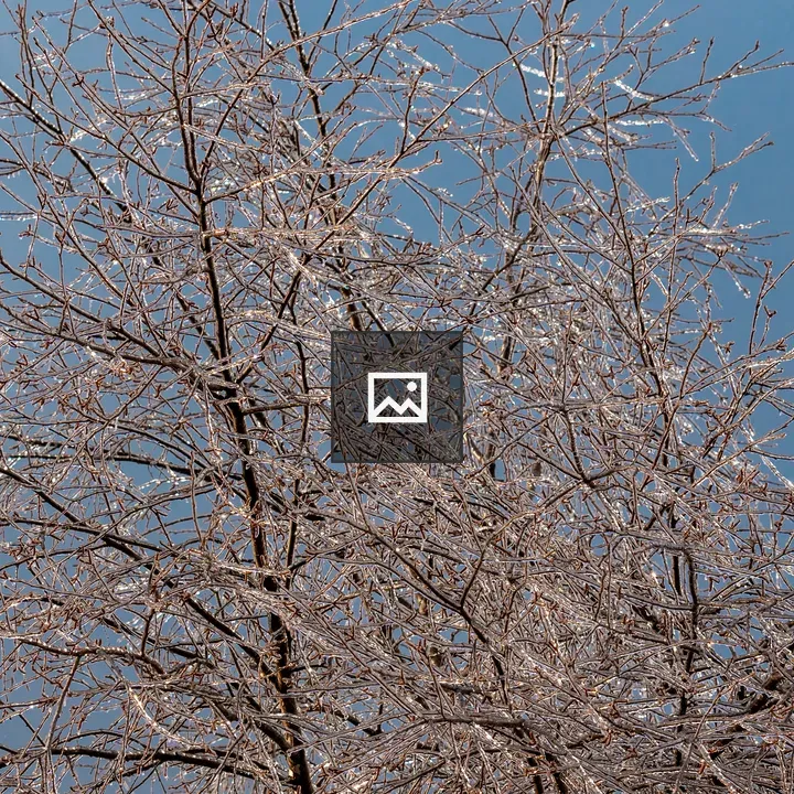 Ice on Tree Branches