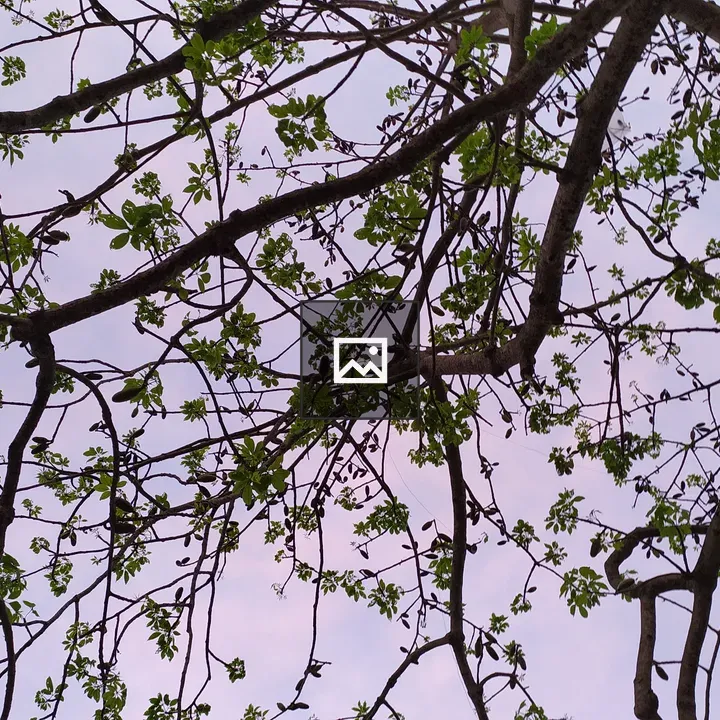 Leaves against a pink sky