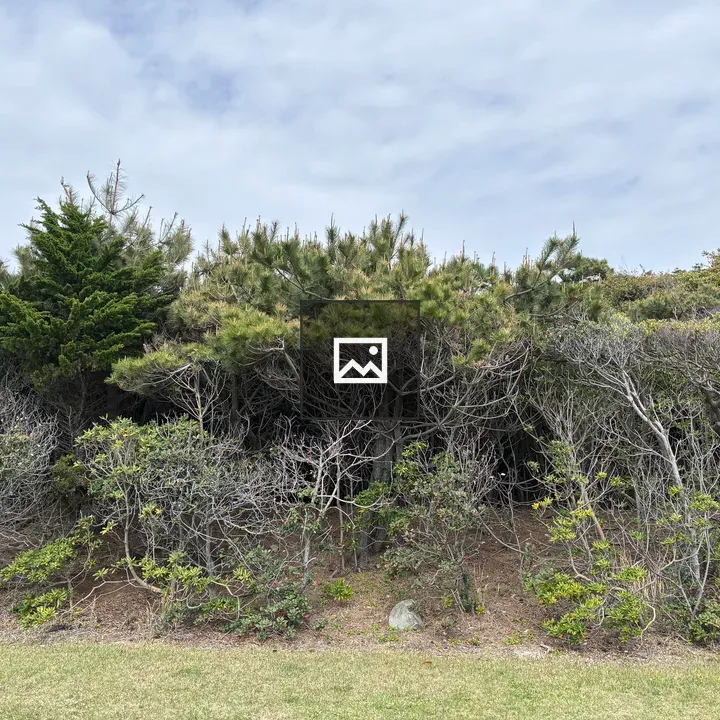 Dense hedge with mixed greenery