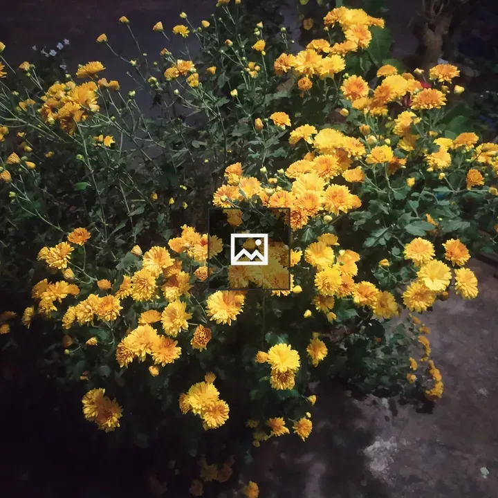Garden flowers