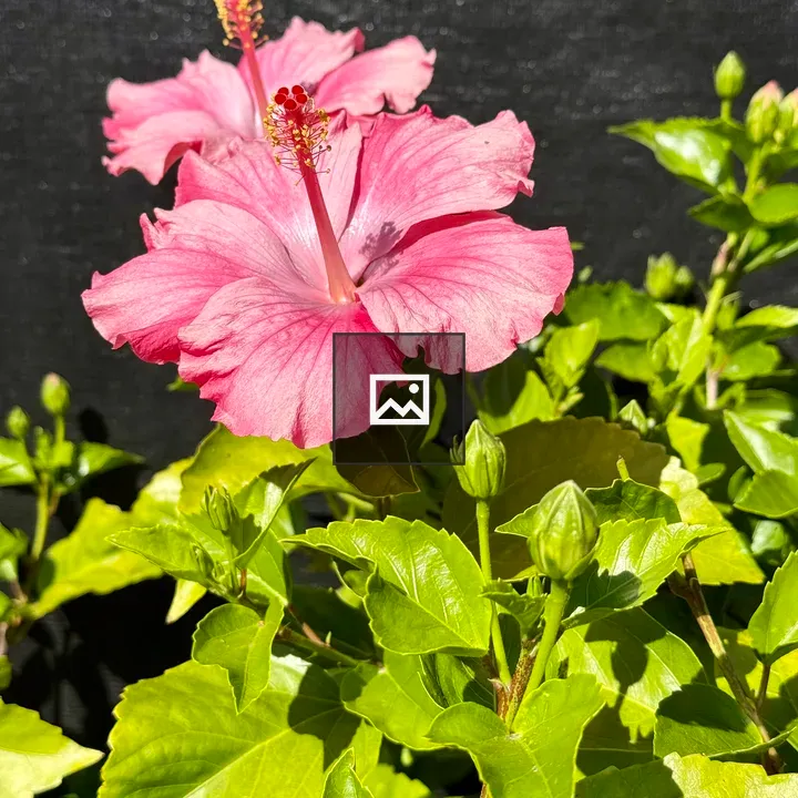 Two pink hibiscus blooms