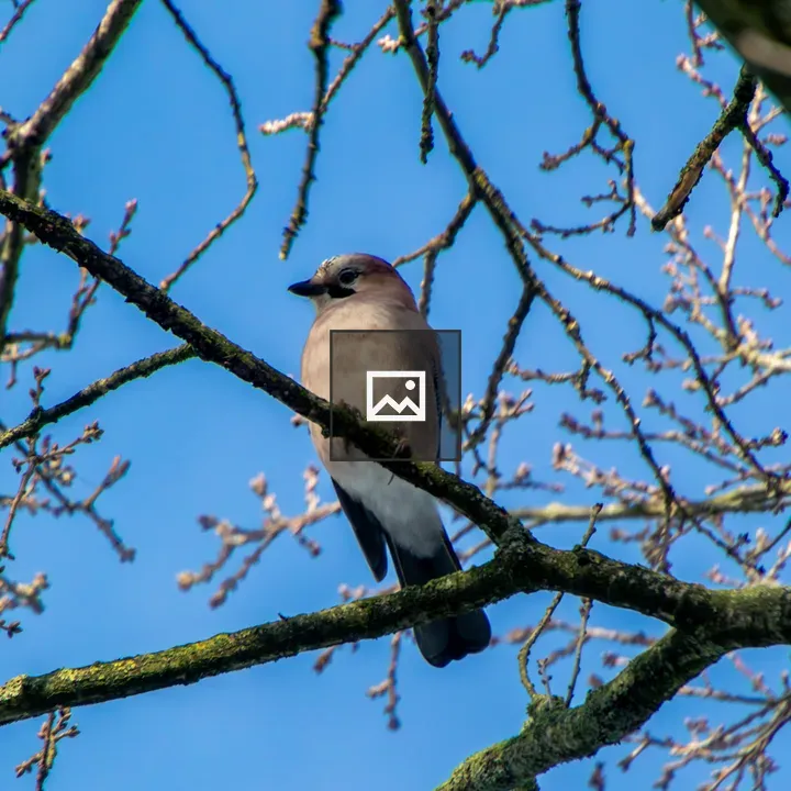 Jay the bird on a branch