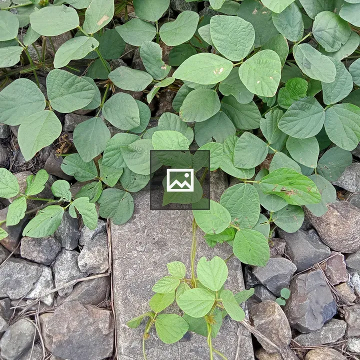 Leaves on Stone Surface
