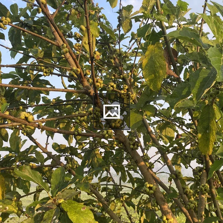 Tree with Green Berries