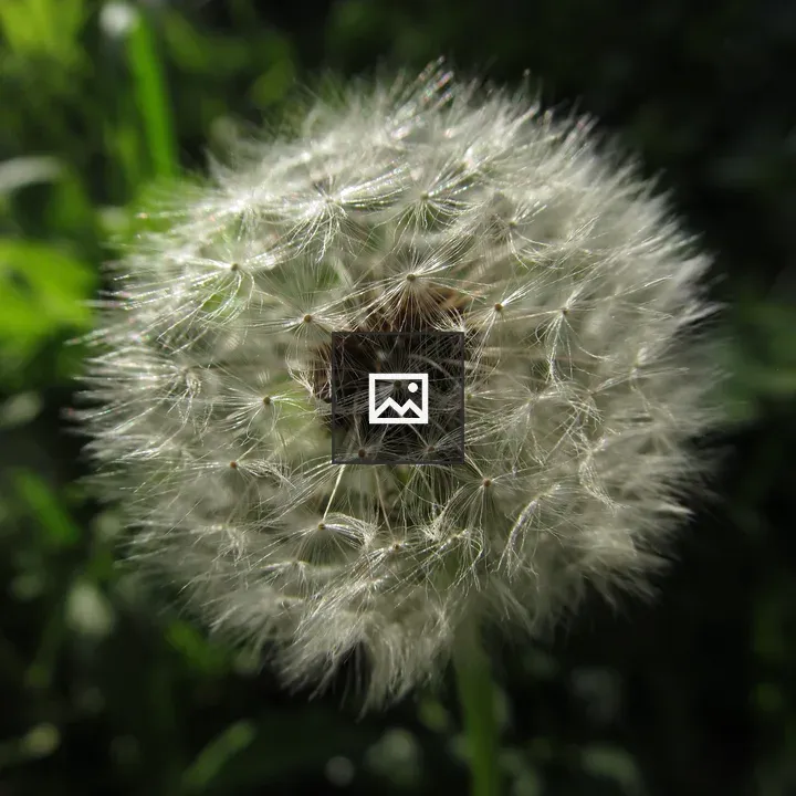 Dandelion Seed Head Close-up