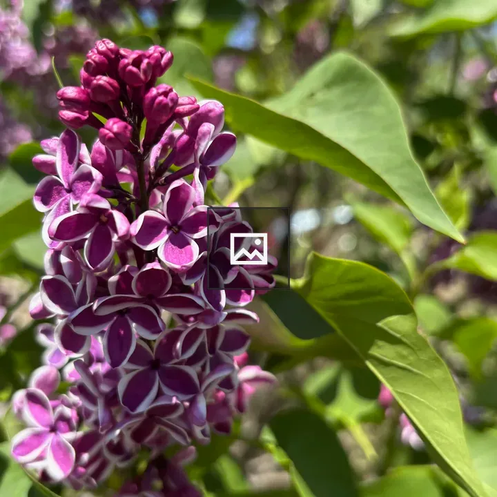 Purple lilacs cluster