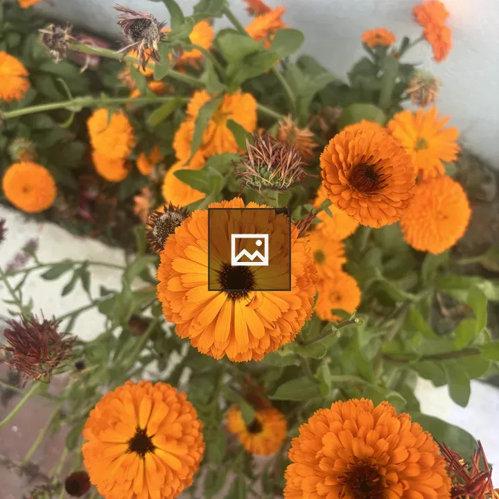 Orange Flowers in Bloom
