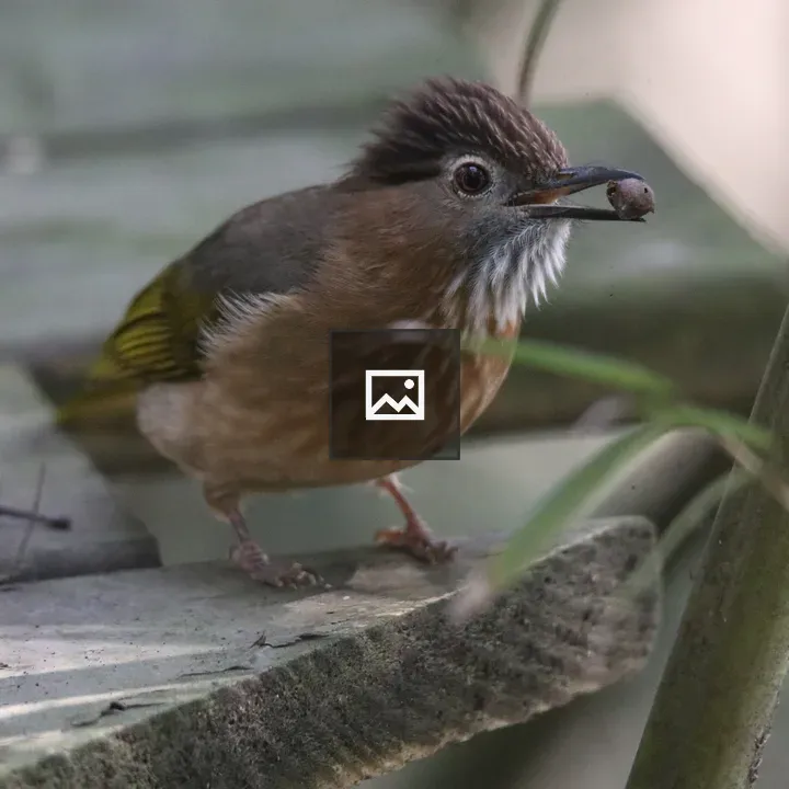 Mountain bulbul with seed
