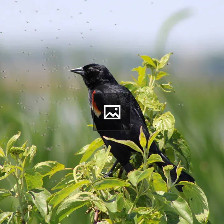 Redwing Blackbird on branch