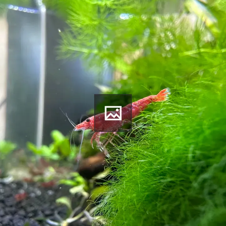 Red Cherry freshwater shrimp on moss ball