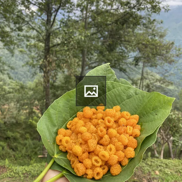 Hand with orange berries