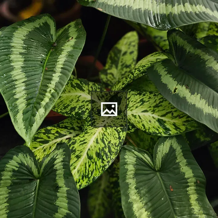 Colorful green leaves in garden