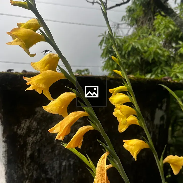 Yellow Lily with Housefly