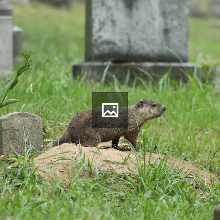 Groundhog at Mt. Hope Cemetery