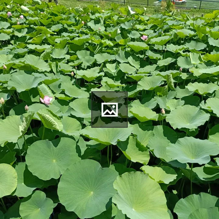 Lotus Leaves with Pink Flowers