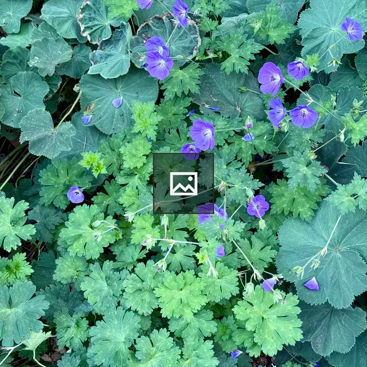 Purple wildflowers among green leaves