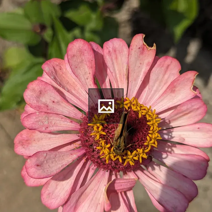 Zinnia flower with small flying creature